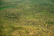 Patterned ground caused by freeze and thaw on tundra. Yamal Peninsula, Siberia, Russia, 1993.