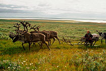 Nenets girl driving Reindeer / Caribou (Rangifer tarandus) sled across summer tundra. Yamal, Siberia, Russia, 1993.