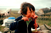 Nenets boy eating raw Reindeer / Caribou meat. Yamal, Siberia, Russia, 1993.