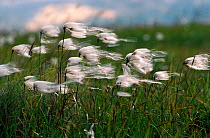 Silky heads of Cotton grass (Eriophorum sp) shedding their seeds. Yamal Peninsula, Siberia, Russia.