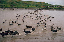 Reindeer / Caribou (Rangifer tarandus) swimming across Seyakha River on their autumn migration. Yamal, Western Siberia, Russia, 1993.