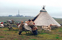Nenets Reindeer / Caribou herders camp by Gas drilling rig in Gazprom's Bovanenkovo field. Yamal, Western Siberia, Russia, 1993.