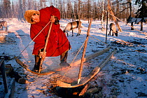 Nenets Reindeer / Caribou herder bending larch planks into sled runners over fire. Yamal, Siberia, Russia, 1996.