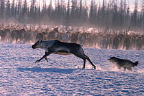 Nenets herder's dog chasing Reindeer / Caribou (Rangifer tarandus) that has strayed from the herd. Yamal, Siberia, Russia, 1996.