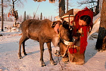 Nenets woman feeding boiled fish to young weak Reindeer / Caribou calf (Rangifer tarandus) at winter camp. Yamal, Siberia, Russia, 1996.