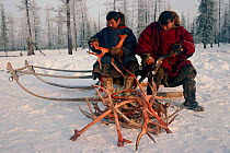 Nenets men removing velvet from Reindeer / Caribou antlers to be used as an aphrodisiac. Yamal, Siberia, Russia, 1996.
