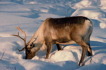 Reindeer / Caribou (Rangifer tarandus) grazing on Lichen under the snow at its winter pastures in the Yamal, Siberia, Russia.