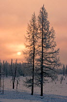Larch trees (Larix genus) coated in hoar frost. Yamal, Siberia, Russia, 1996.