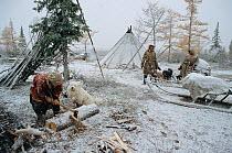First snow of winter falling at a Nenets camp near Kutop-Yugan. Yamal, Western Siberia, Russia, 2001.