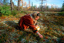 Nenets woman picking Mountain cranberries / Cowberries (Vaccinium vitis-idea) in Autumn. Yamal, Western Siberia, Russia, 2001