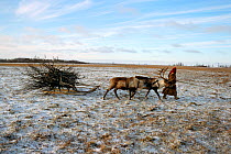 Nenets woman leading Reindeer / Caribou (Rangifer tarandus) sled loaded with firewood. Yamal, Western Siberia, Russia, 2001.