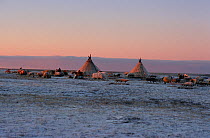 Nenets Reindeer / Caribou herders' camp on the tundra of the Yamal Peninsula, Western Siberia, Russia, 2001.