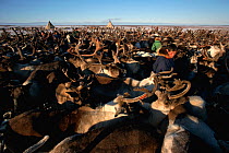 Nenets men working with their Reindeer / Caribou (Rangifer tarandus) herd in a corral near their camp. Yamal, Western Siberia, Russia, 2001.