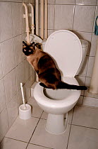 Siamese cat urinating into a toilet. Yamal, Siberia, Russia, 2003.