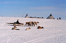 Komy woman returning to herders' camp with Reindeer / Caribou (Rangifer tarandus) sled. Yamal, Western Siberia, Russia, 2003.