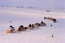 Komy herders with Reindeer / Caribou (Rangifer tarandus) travelling across the Nadym tundra in Spring. Yamal, Western Siberia, Russia, 2003.