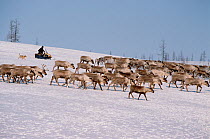 Komy herder rounding up draught Reindeer / Caribou (Rangifer tarandus) on snowmobile. Yamal, Western Siberia, Russia, 2003.