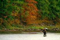 Man casting long fly line while fishing on the River Tay, Scotland.