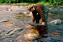 Man releasing hen Salmon (Oncorhynchus) on the Banchor Beat, River Findhorn, Invernesshire, Scotland.