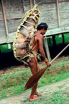 A Mentawai man carrying Pig (Sus scrofa domestica) to pay medicine men for a cure. Siberut Island, Indonesia, 1993.