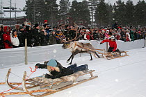 Competitors on the final straight of a Reindeer / Caribou (Rangifer tarandus) race at Jokkmokk winter market, Sweden.