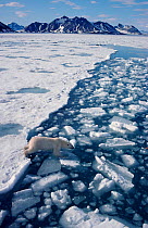 Polar bear (Ursus maritimus) picking her way across a lead on chunks of ice. Spitsbergen, Norway, 1993.