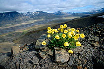 Svalbard Poppy (Papaver dahlianum) and view across Adventdalen. Svalbard, Norway, 2004.