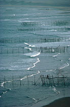Lines of Stake Nets set out from the beach to catch Atlantic Salmon. St Cyrus Bay, Scotland, 1982.