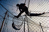 Commercial fisherman removing Atlantic salmon (Salmo salar) from stake net. St Cyrus Bay, Scotland, 1982.