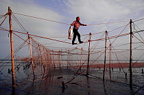 Commercial fisherman removing Atlantic salmon (Salmo salar) from stake net. St Cyrus Bay, Scotland, 1982.