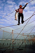 Commercial fisherman carrying Atlantic salmon (Salmo salar) along stake net. St Cyrus Bay, Scotland, 1982.