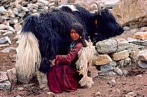 Herder milking Yak outside a stone shelter. Nimaling Plateau, Ladakh, India, 1986.