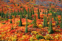 Spruce (Picea) and Birch (Betula) covering hillside in the autumn. Yukon, Canada, 1996.