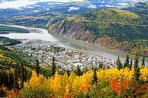 View of Dawson City and the Yukon River in autumn, viewed from the Midnight Dome. Yukon, Canada, 1996.