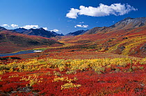 The Tombstone Valley in autumn. Yukon, Canada, 1996.