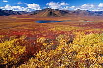 Autumn colour viewed from the Dempster Highway. Yukon, Canada, 1996.