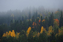 Mist over forest, Forollhogna National Park, Norway, September 2008