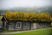Wood building with green roof, Forollhogna National Park, Norway, September 2008