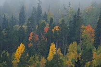 Forest in mist, Forollhogna National Park, Norway, September 2008