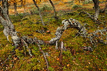 Twisted tree trunks, Forollhogna National Park, Norway, September 2008