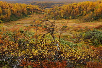 Landscape with forest in the distance in autumn colours, Forollhogna National Park, Norway, September 2008