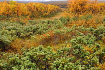 Vegetation, Forollhogna National Park, Norway, September 2008