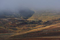 Mist over tundra, Forollhogna National Park, Norway, September 2008