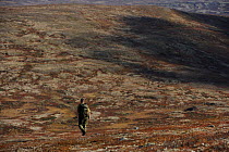 Rear view of person walking in  Forollhogna National Park, Norway, September 2008