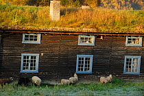 Sheep outside traditional wood farm houee with grass roof, Forollhogna National Park, Norway, September 2008