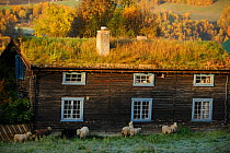 Sheep next to  traditional wood farm house with grass roof, Forollhogna National Park, Norway, September 2008