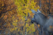 Moose (Alces alces) Forollhogna National Park, Norway, September 2008