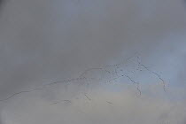 Large flock geese flying in formation against dark clouds, Forollhogna National Park, Norway, September 2008