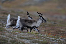 Two Reindeer (Rangifer tarandus) running, Forollhogna National Park, Norway, September 2008