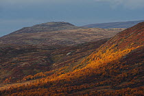 Tundra landscape, Forollhogna National Park, Norway, September 2008